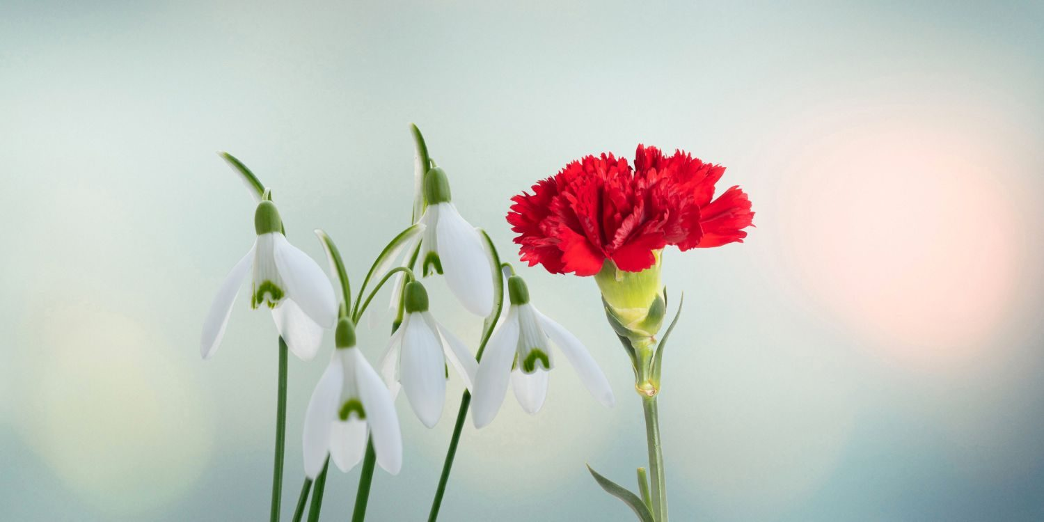 You are currently viewing Geburtsblumen für Januar: Nelke und Schneeglöckchen