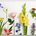Geburtsblume jedes Monats: Was ist Ihre Geburtsblume?