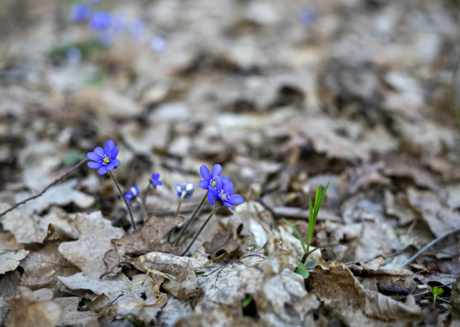 30 der schönsten März-Zitate für schöne Frühlingsmomente