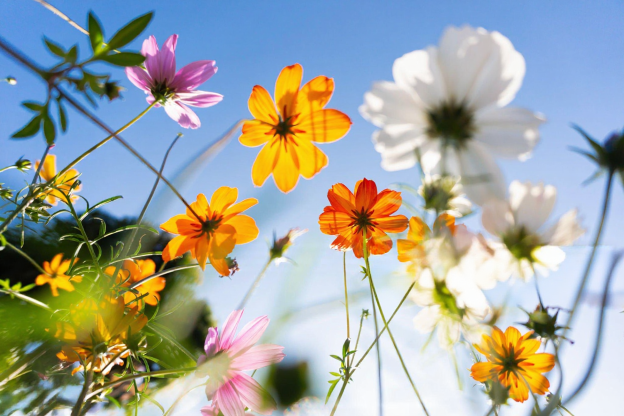 Über 150 der schönsten Frühlingszitate, Sprüche und Bildunterschriften