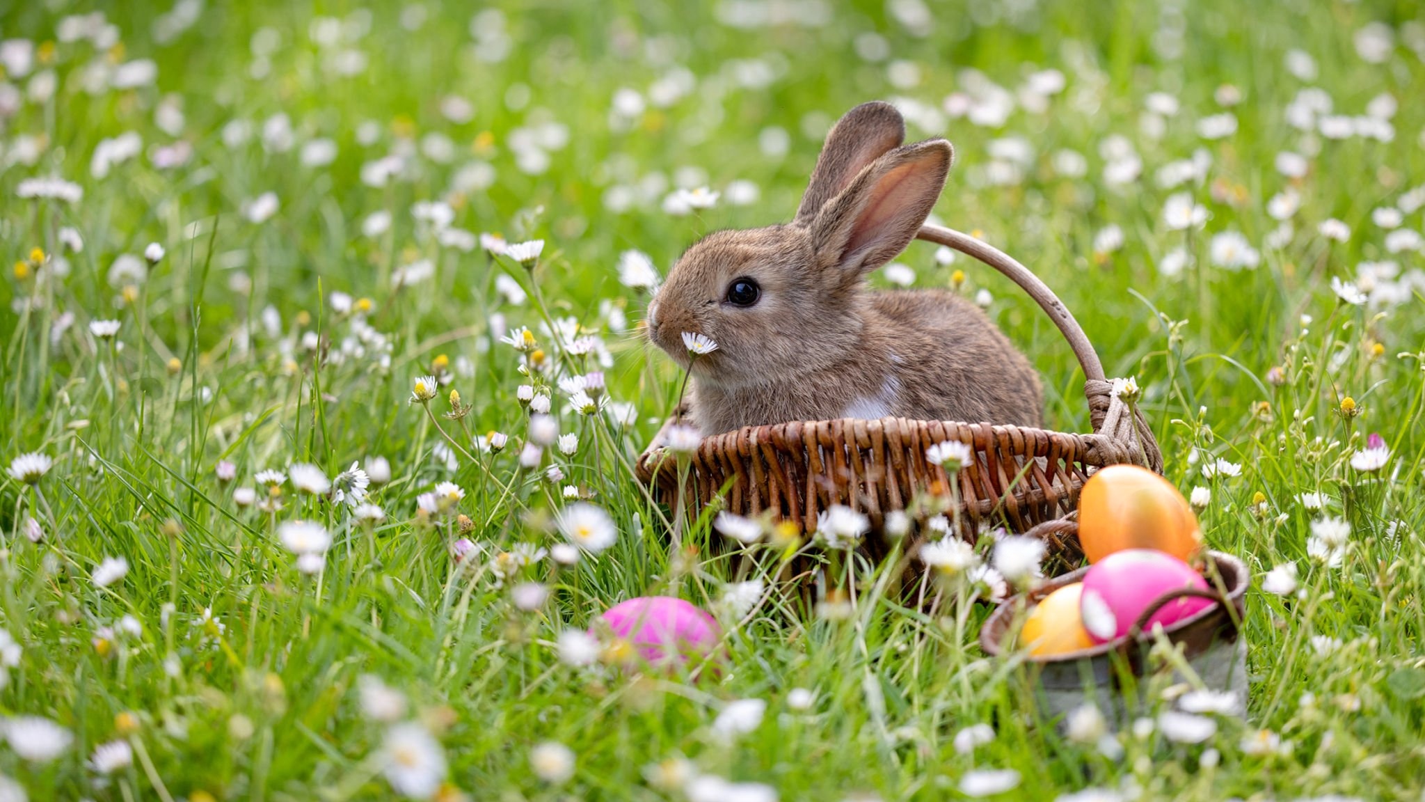 110 Schöne WhatsApp-Ostergrüße, Zitate und Sprüche für Osterkarte