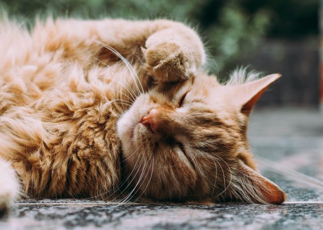 Lustige katzensrpüche: Witzige Zitate und echter Katzenhumor
