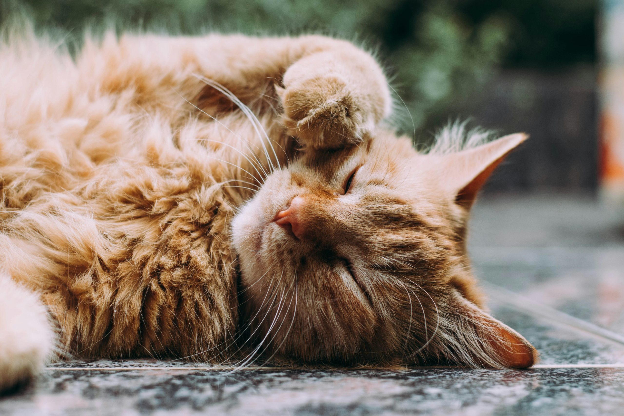 Lustige katzensrpüche: Witzige Zitate und echter Katzenhumor