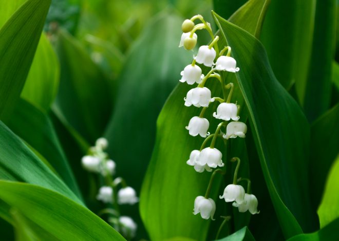 40 kurze Sprüche zum Mai und lustige Maigedichte