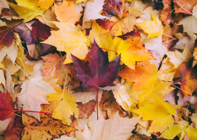 60 zauberhafte Herbst Zitate und Sprüche: Goldene Worte und Inspirationen für die gemütliche Jahreszeit