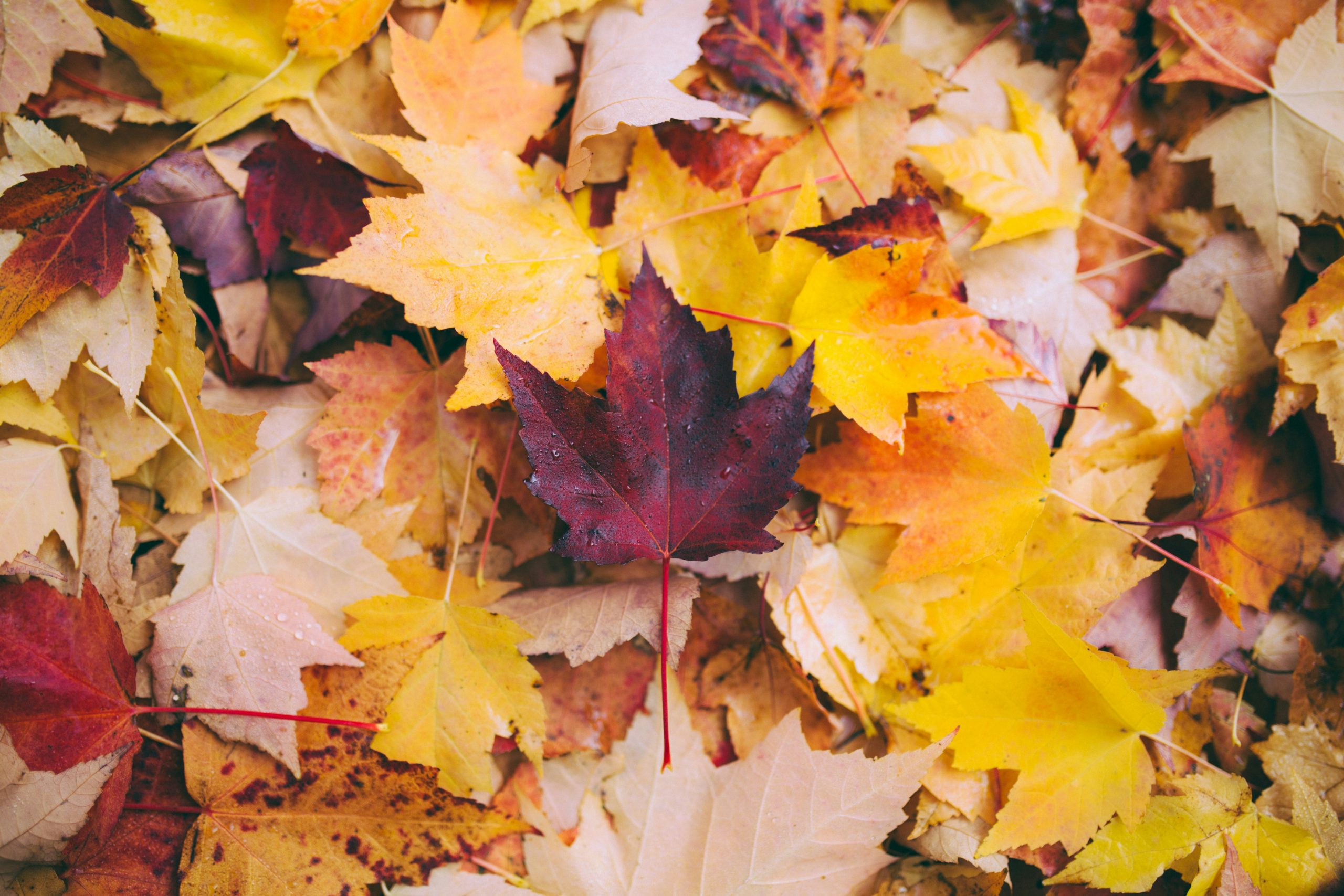 60 zauberhafte Herbst Zitate und Sprüche: Goldene Worte und Inspirationen für die gemütliche Jahreszeit
