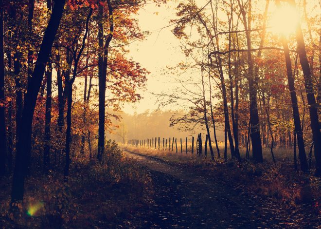80+ stimmungsvolle Herbstsprüche und Zitate für die goldene Jahreszeit