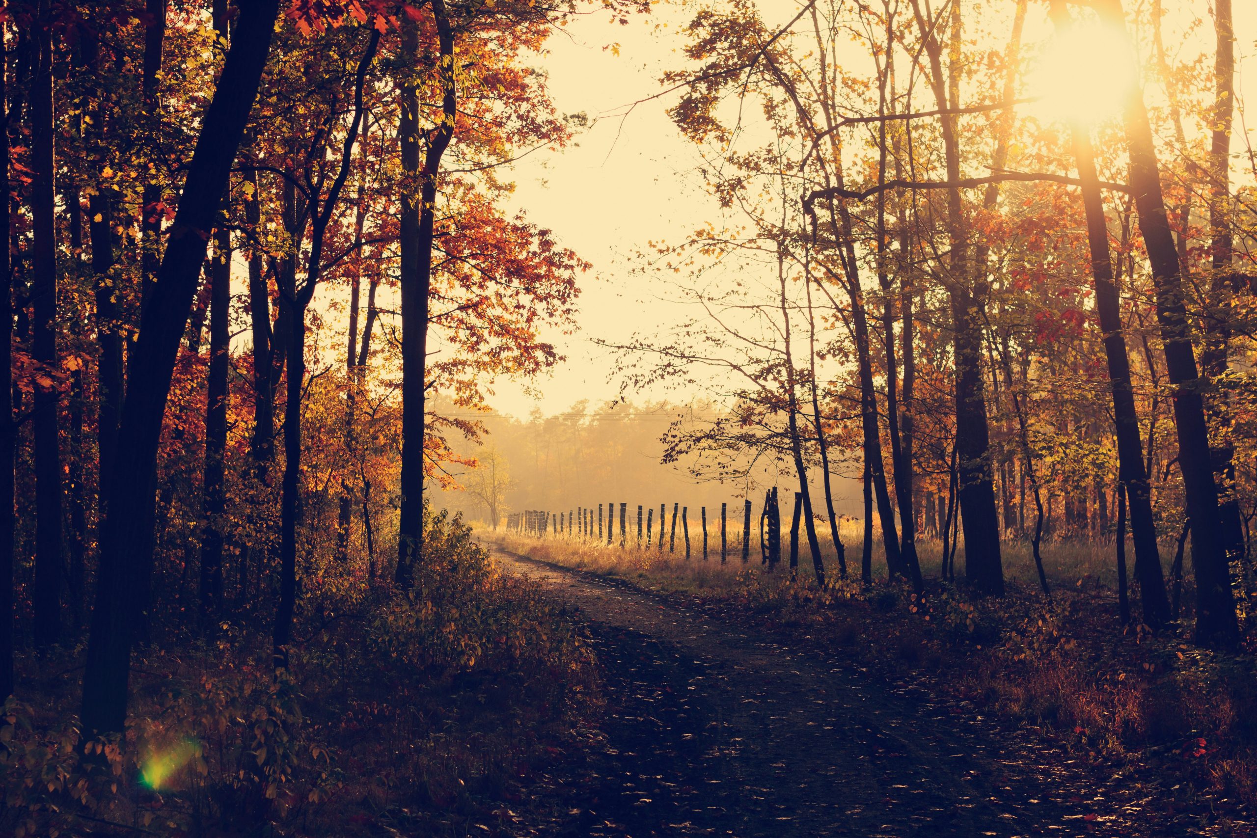 80+ stimmungsvolle Herbstsprüche und Zitate für die goldene Jahreszeit