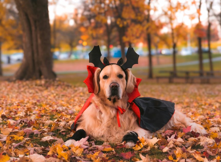 Über 220 geniale Halloween Sprüche und Bildunterschriften für Instagram