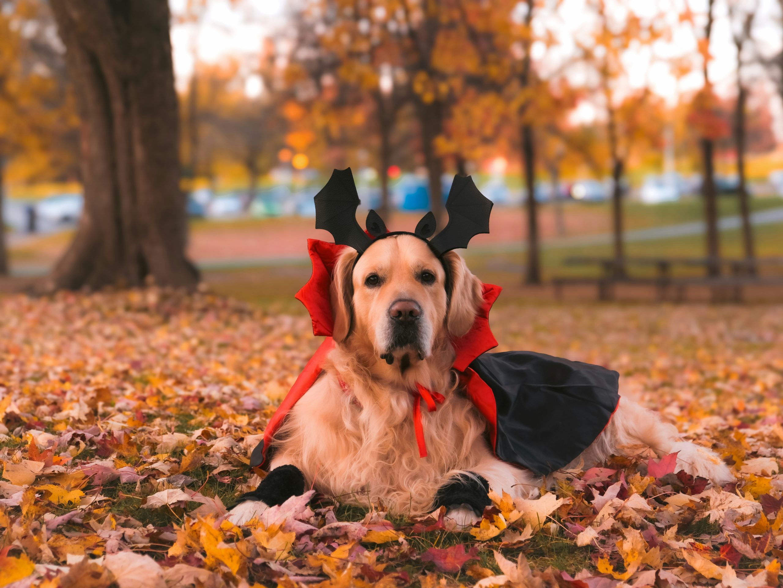 Über 220 geniale Halloween Sprüche und Bildunterschriften für Instagram