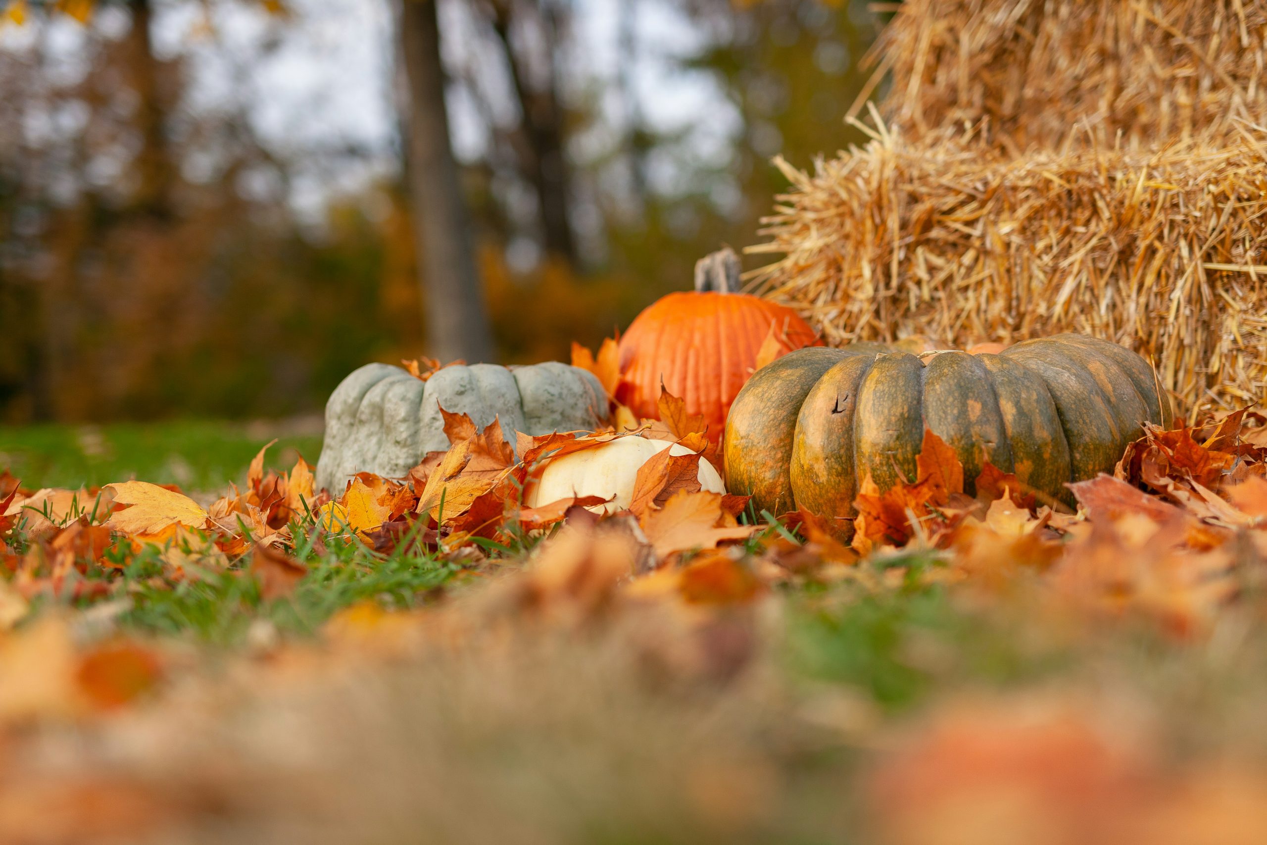 60 Oktober Sprüche: Schöne Worte für den goldenen Herbst